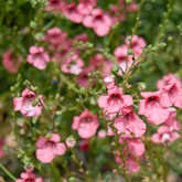 Coral Canyon Twinspur